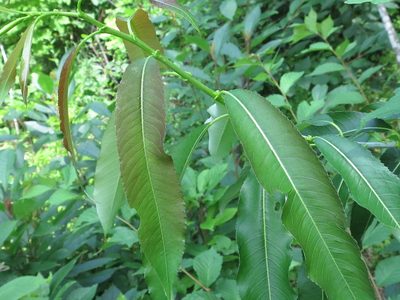 Salix nipponica, photographed by Repina Tatyana