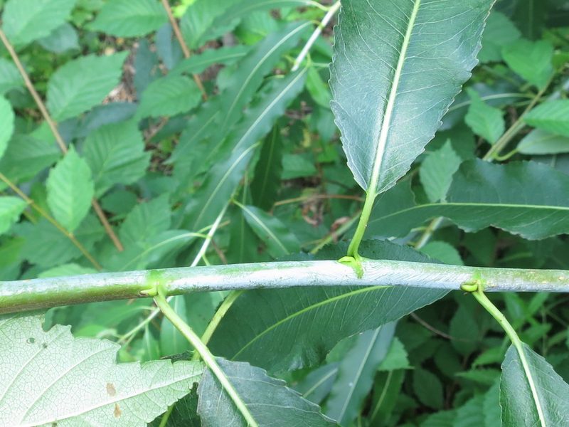 Salix nipponica, photographed by Repina Tatyana