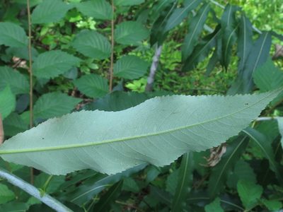 Salix nipponica, photographed by Repina Tatyana