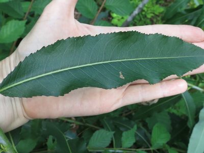 Salix nipponica, photographed by Repina Tatyana