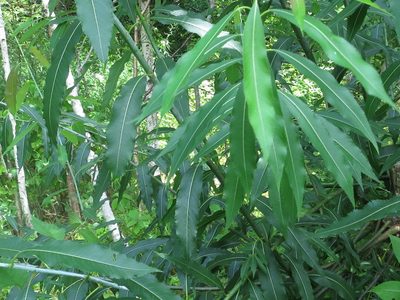 Salix nipponica, photographed by Repina Tatyana