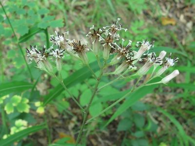 Syneilesis aconitifolia, photographed by Repina Tatyana