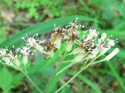Syneilesis aconitifolia, photographed by Repina Tatyana