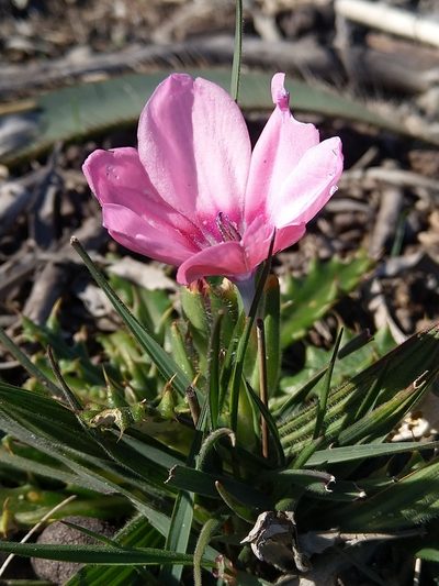 Babiana blanda, photographed by Jacques van der Merwe