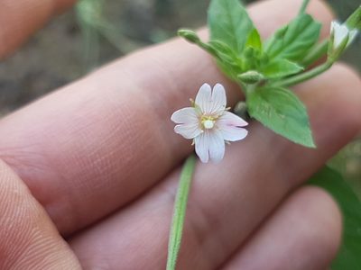 Epilobium roseum, photographed by Tomas Pocius
