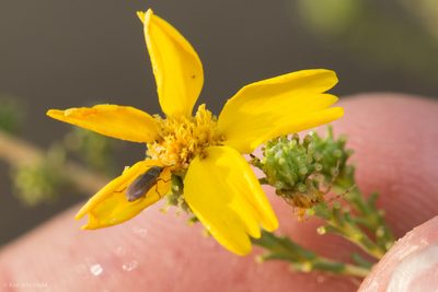 Holocarpha obconica, photographed by Ken-ichi Ueda