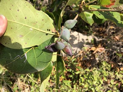 Terminalia arenicola, photographed by elawrey