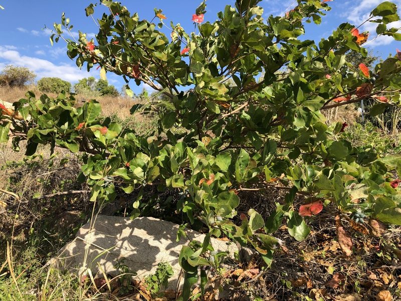 Terminalia arenicola, photographed by elawrey
