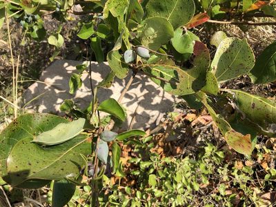 Terminalia arenicola, photographed by elawrey