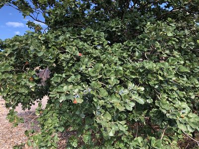 Terminalia arenicola, photographed by elawrey