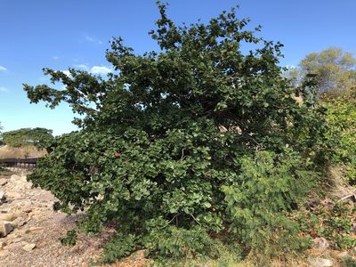 Terminalia arenicola, photographed by elawrey