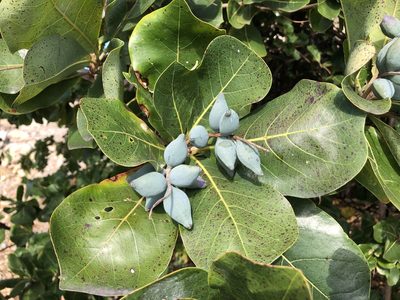 Terminalia arenicola, photographed by elawrey