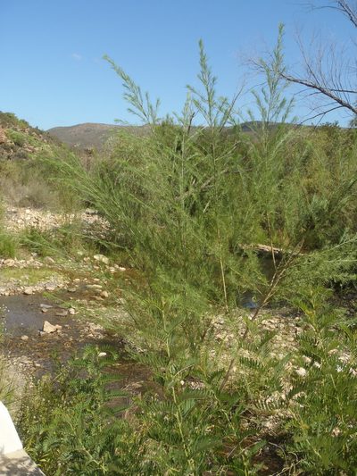 Psoralea odoratissima, photographed by Nicola van Berkel