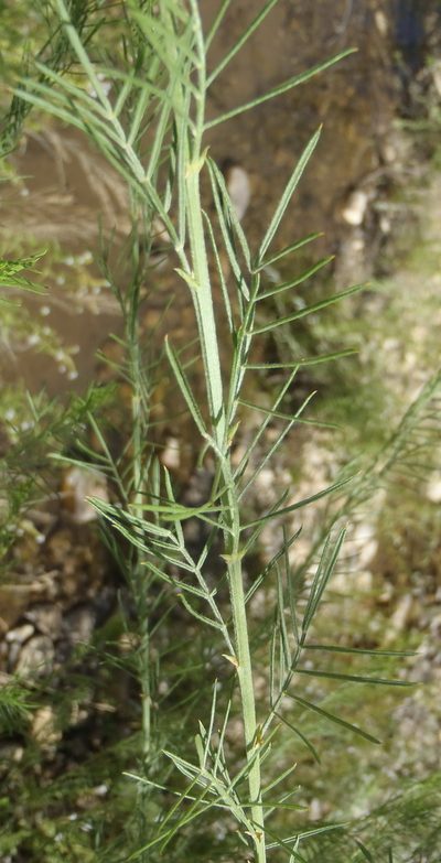 Psoralea odoratissima, photographed by Nicola van Berkel