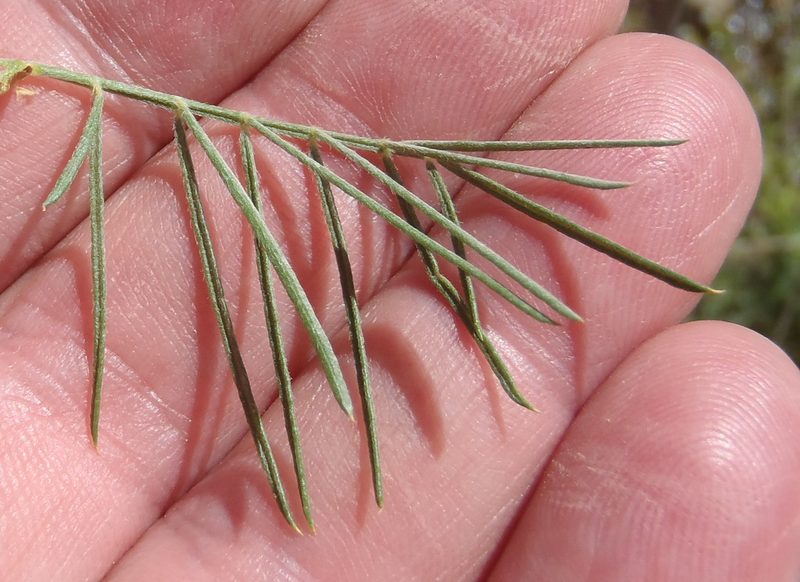 Psoralea odoratissima, photographed by Nicola van Berkel