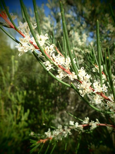 Hakea propinqua, photographed by ronavery