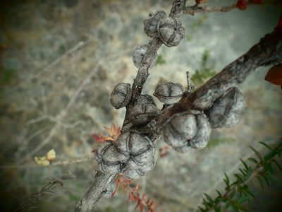 Leptospermum squarrosum, photographed by ronavery