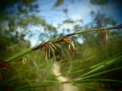 Caustis pentandra, photographed by ronavery