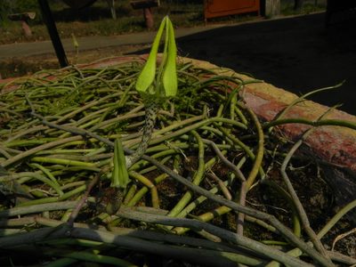 Ceropegia juncea, photographed by Geetha Ramaswami