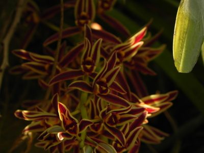 Cymbidium bicolor, photographed by Geetha Ramaswami