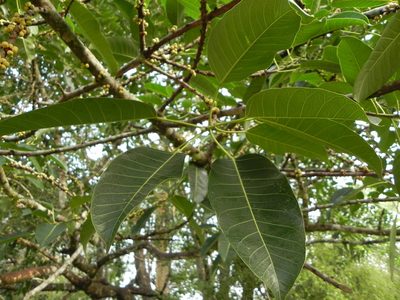 Ficus tsjakela, photographed by Geetha Ramaswami