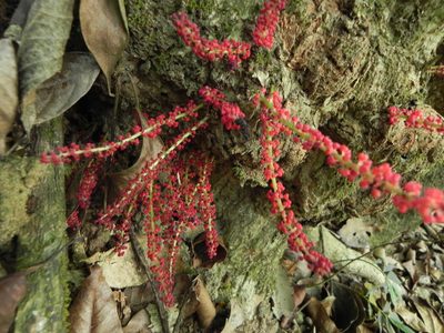 Baccaurea courtallensis, photographed by Geetha Ramaswami