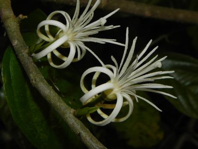 Alangium salviifolium, photographed by Geetha Ramaswami