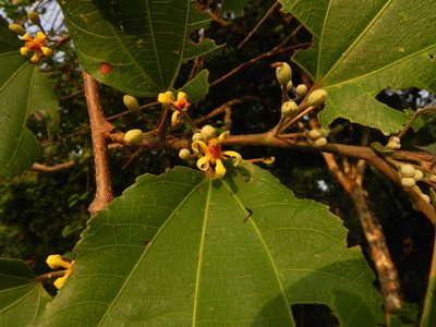 Grewia tiliifolia, photographed by Geetha Ramaswami