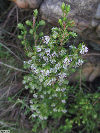 Erica ecklonii, photographed by Chris Vynbos