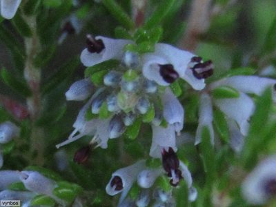 Erica ecklonii, photographed by Chris Vynbos
