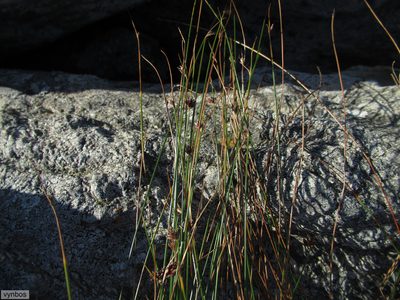 Ficinia acuminata, photographed by Chris Vynbos