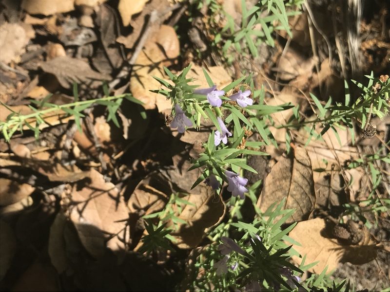 Hedeoma hyssopifolia, photographed by Aaron Liston