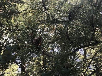 Pinus arizonica, photographed by Aaron Liston