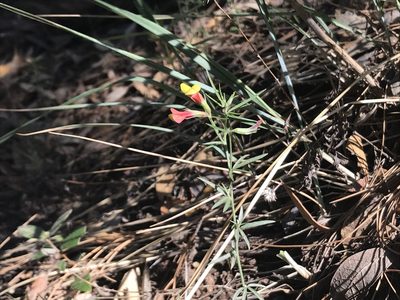 Acmispon oroboides, photographed by Aaron Liston