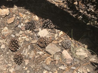 Pinus arizonica, photographed by Aaron Liston