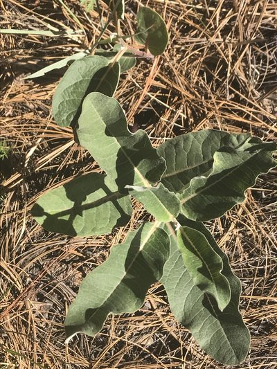 Asclepias hypoleuca, photographed by Aaron Liston