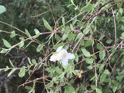 Philadelphus microphyllus, photographed by Aaron Liston