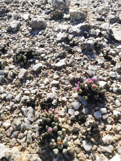 Antimima dualis, photographed by leandra-k_89