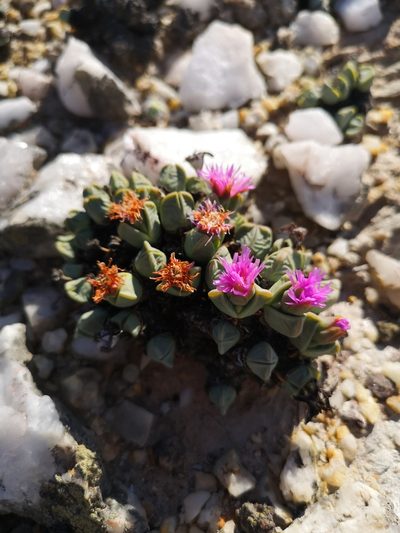 Antimima dualis, photographed by leandra-k_89