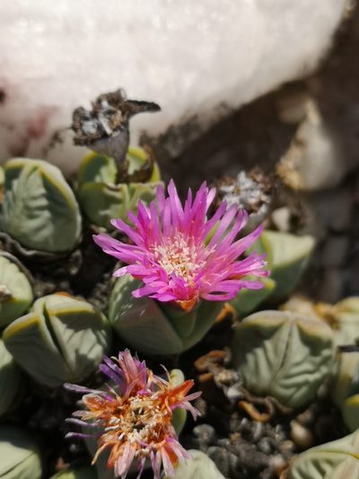 Antimima dualis, photographed by leandra-k_89