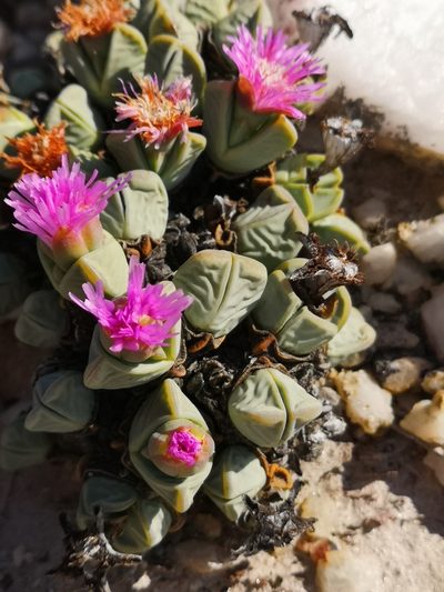 Antimima dualis, photographed by leandra-k_89