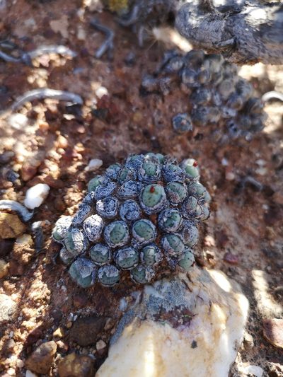 Conophytum uviforme, photographed by leandra-k_89
