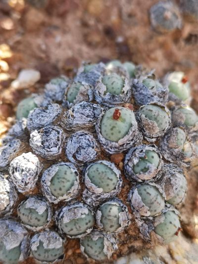 Conophytum uviforme, photographed by leandra-k_89