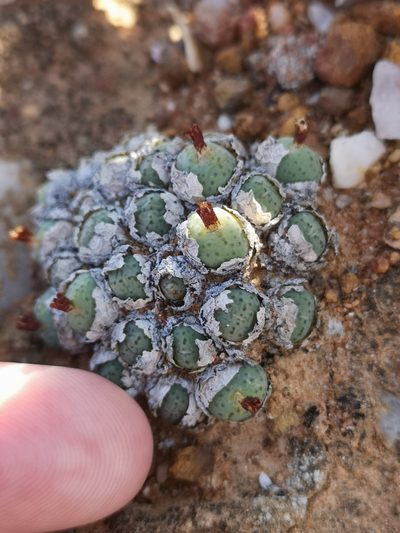 Conophytum uviforme, photographed by leandra-k_89