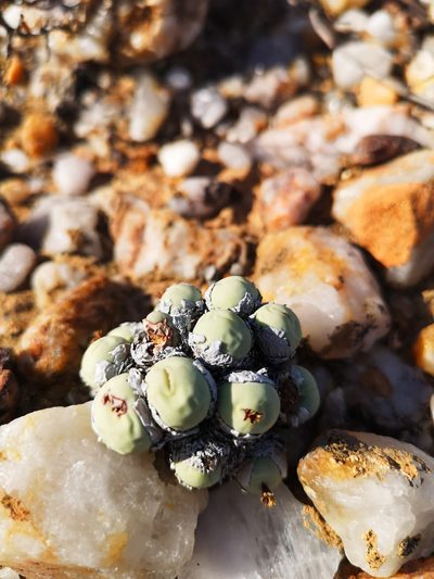 Conophytum calculus, photographed by leandra-k_89