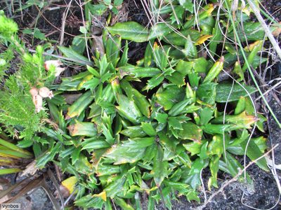 Hermas quinquedentata, photographed by Chris Vynbos