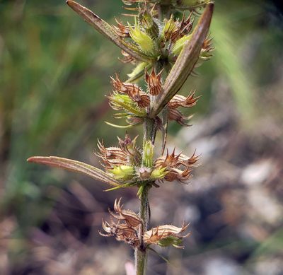 Hedeoma hispida, photographed by aarongunnar
