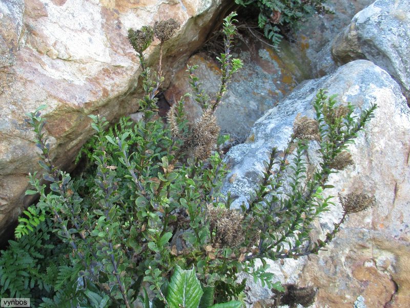 Pseudoselago pulchra, photographed by Chris Vynbos