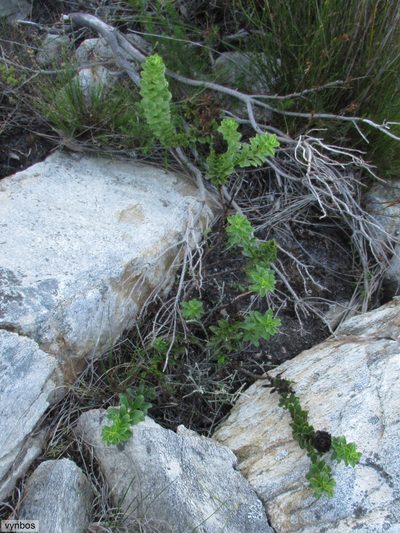 Pseudoselago pulchra, photographed by Chris Vynbos