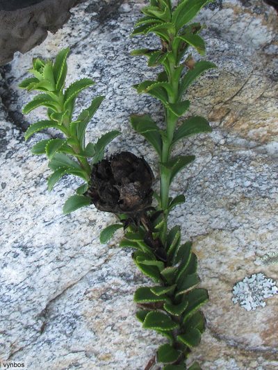 Pseudoselago pulchra, photographed by Chris Vynbos